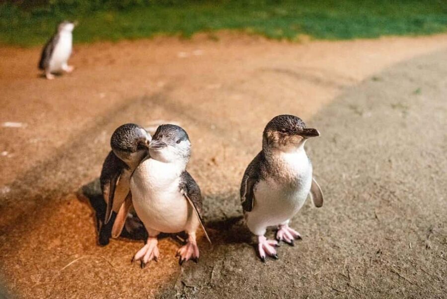Melbourne: Boutique Phillip Island Wine, Dine & Penguin Tour - San Remo: The Gateway to Phillip Island