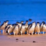 Melbourne: Great Ocean Road, Penguin Parade & Free City Tour - Authentic Insights From Reviews