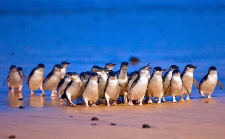 Melbourne: Great Ocean Road, Penguin Parade & Free City Tour - Authentic Insights From Reviews