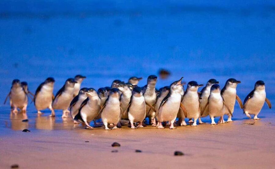 Melbourne: Great Ocean Road, Penguin Parade & Free City Tour - Authentic Insights From Reviews
