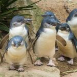 Melbourne: Healesville Sanctuary & Phillip Island Tour - What to Expect on the Tour