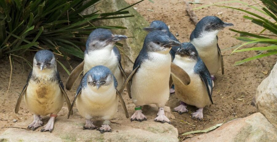 Melbourne: Healesville Sanctuary & Phillip Island Tour - What to Expect on the Tour