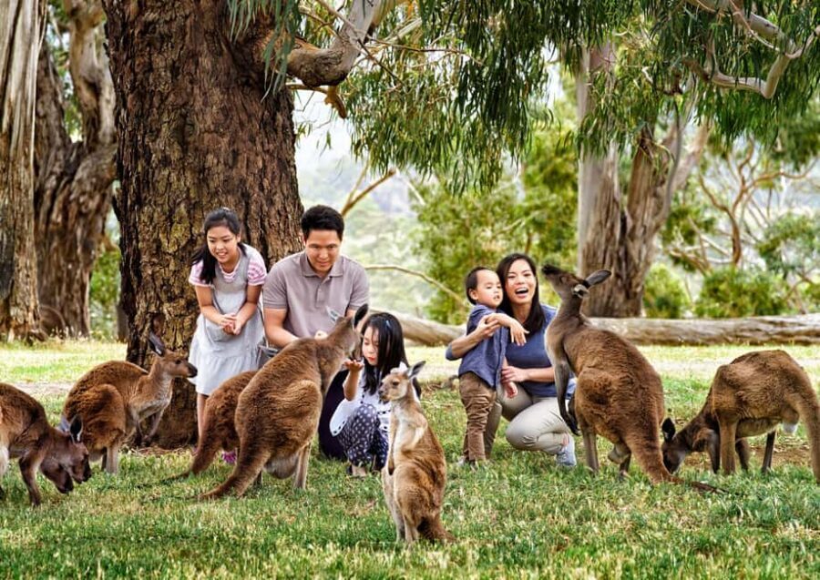 Melbourne Highlights & Aussie Wildlife Express Tour - Who Is This Tour Best For?