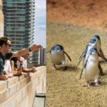 Melbourne Magic: City Highlights and Penguin Parade Tour - Transportation, Timing, and Group Size