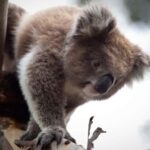 Melbourne: Moonlit Sanctuary and Brighton Beach Boxes Tour - Analyzing the Value