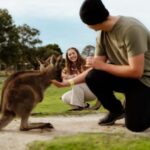 Melbourne: Penguin Parade , Koala & Brighton Bathing Boxes - The Itinerary in Detail