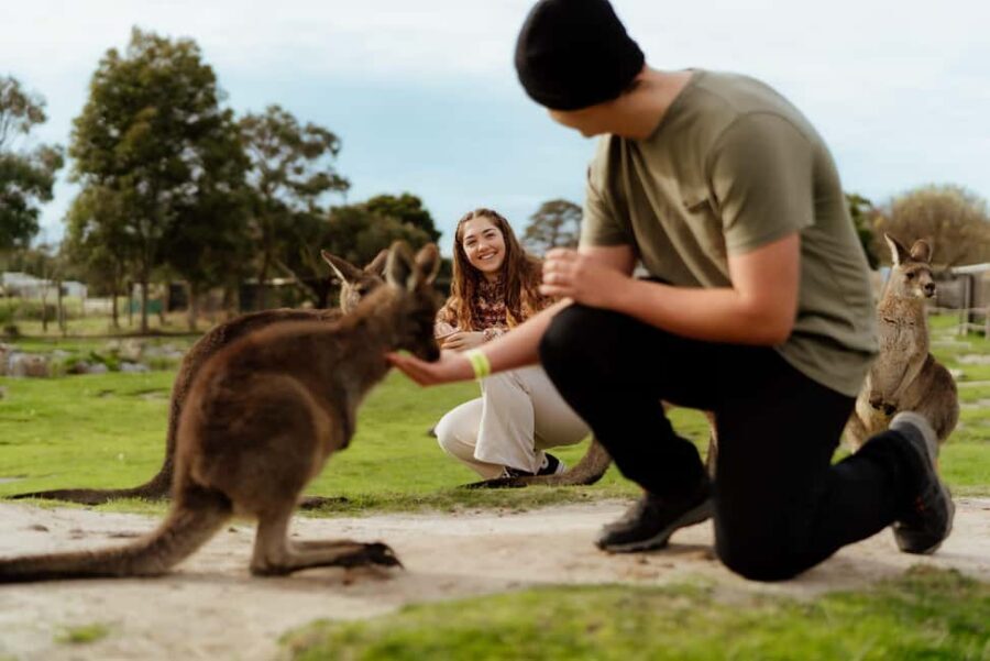 Melbourne: Penguin Parade , Koala & Brighton Bathing Boxes - The Itinerary in Detail