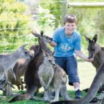 Melbourne: Penguin Parade & Phillip Island Scenic Day Tour - Transportation, Pricing, and Overall Value