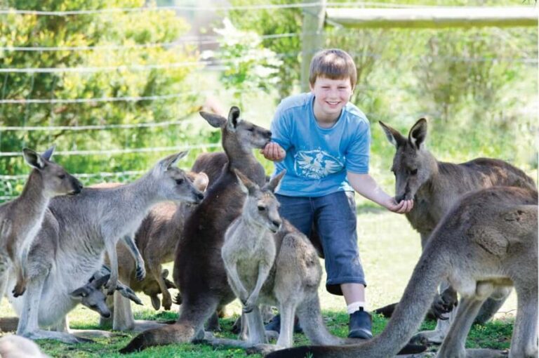 Melbourne: Penguin Parade & Phillip Island Scenic Day Tour - Transportation, Pricing, and Overall Value