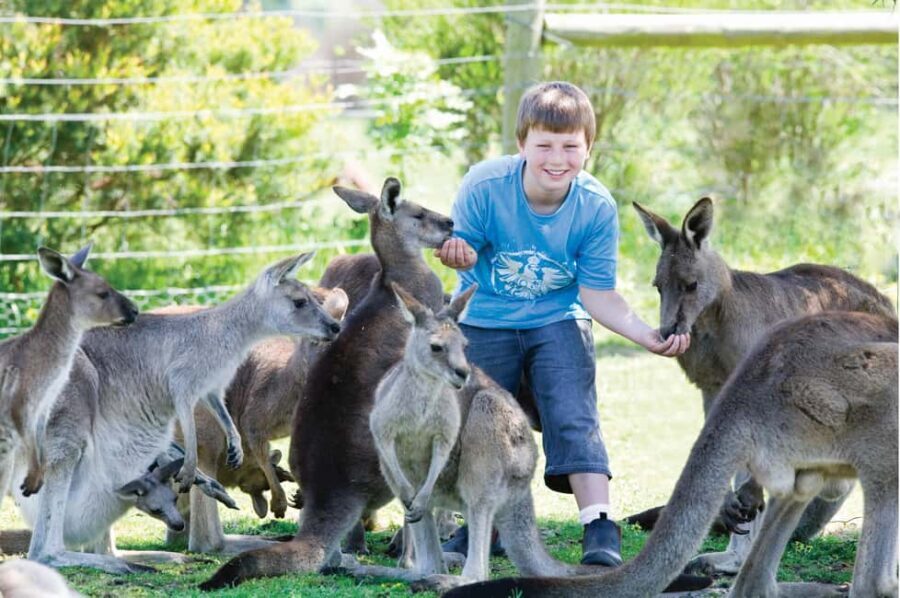 Melbourne: Penguin Parade & Phillip Island Scenic Day Tour - Transportation, Pricing, and Overall Value