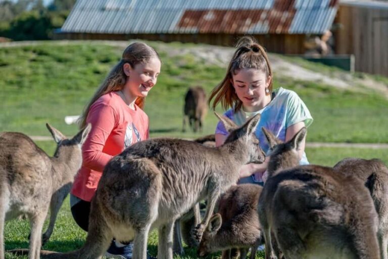 Melbourne: Penguin Parade Tour with Puffing Billy Train Ride - Transportation, Duration, and Group Size