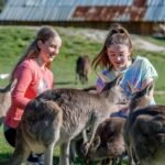 Melbourne: Phillip Island Penguin Parade Watching Day Tour - What We Love About This Tour