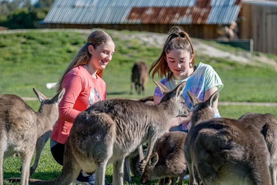 Melbourne: Phillip Island Penguin Parade Watching Day Tour - What We Love About This Tour