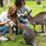 Melbourne: Phillip Island Private Tour with Penguin Parade - What Does the Tour Price Reflect?