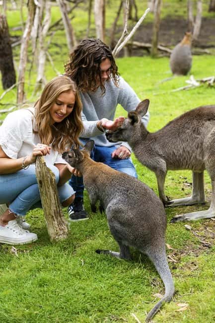 Melbourne: Phillip Island Private Tour with Penguin Parade - What Does the Tour Price Reflect?