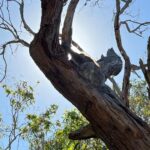 Melbourne: Phillip Island Private Trip with Penguin Parade - Comprehensive Review of the Melbourne: Phillip Island Private Trip