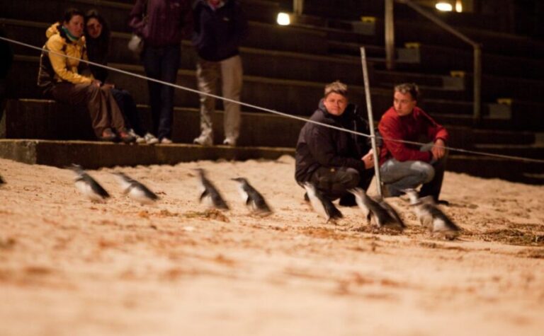 Melbourne: Phillip Island Tour & Penguin Parade - Experiencing the Penguin Parade: The Main Event