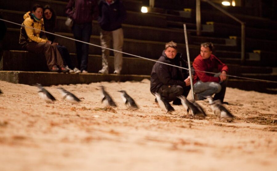 Melbourne: Phillip Island Tour & Penguin Parade - Experiencing the Penguin Parade: The Main Event