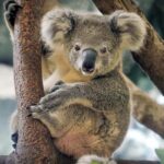 Melbourne: Phillip Island Wildlife Tour & Penguin Parade - Final Thoughts: Is This Tour Right for You?