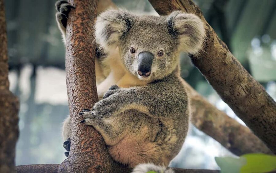 Melbourne: Phillip Island Wildlife Tour & Penguin Parade - Final Thoughts: Is This Tour Right for You?