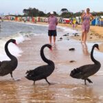 Melbourne Private Guided City Highlights Tour - An Authentic Look at Melbourne in 5 Hours