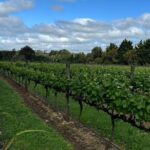 Melbourne: Private Mornington Peninsula & Winery Tours. - How the Tour Works in Practice