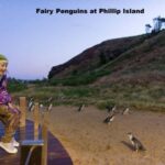 Melbourne: Private Phillip Island Penguin Parade Tour - What Makes This Tour Stand Out?