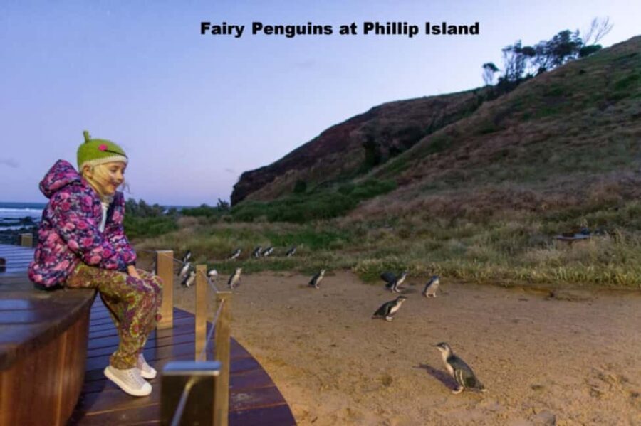 Melbourne: Private Phillip Island Penguin Parade Tour - What Makes This Tour Stand Out?