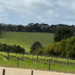 Melbourne: Private Wine tasting Yarra Valley Tours - What Makes This Tour Stand Out?