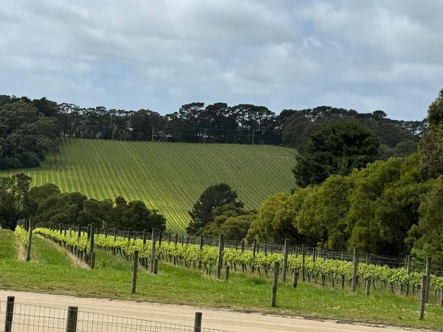 Melbourne: Private Wine tasting Yarra Valley Tours - What Makes This Tour Stand Out?