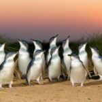 Melbourne Puffing Billy Penguin Yarra Valley Wine choc Tour - Transport, Logistics & Value