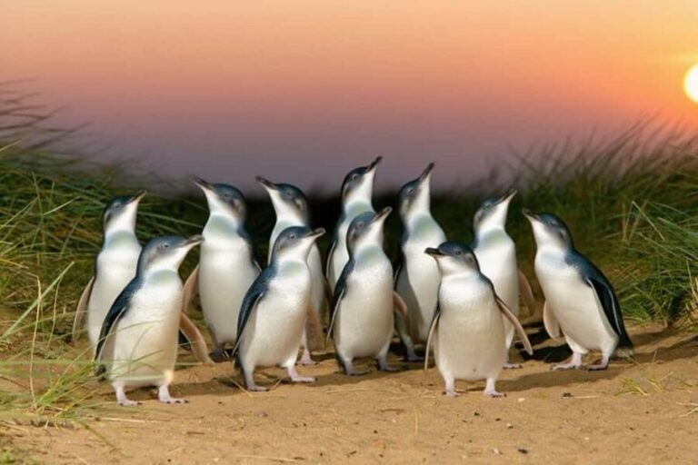 Melbourne Puffing Billy Penguin Yarra Valley Wine choc Tour - Transport, Logistics & Value