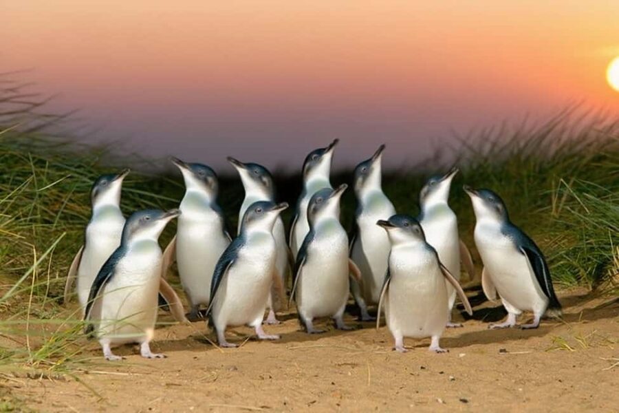 Melbourne Puffing Billy Penguin Yarra Valley Wine choc Tour - Transport, Logistics & Value