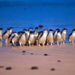 Melbourne: Puffing Billy Steam Train and Philip Island - Exploring the Itinerary in Detail