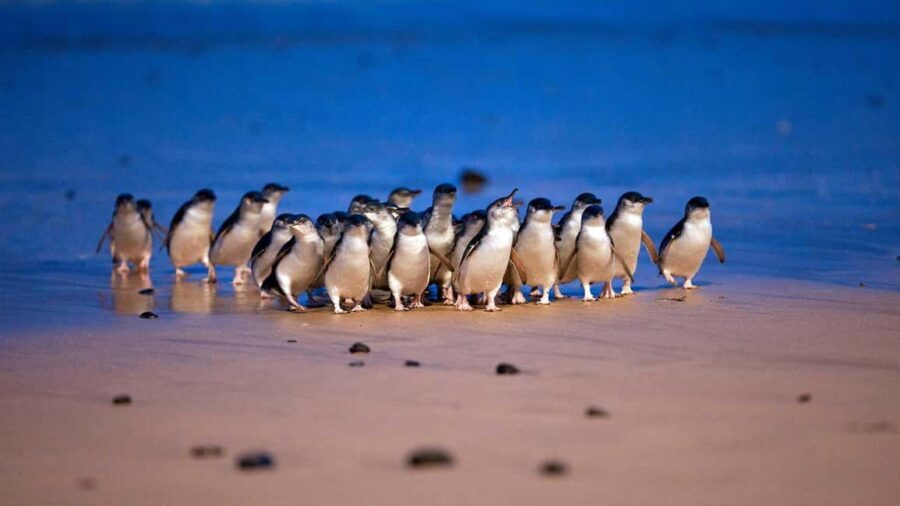 Melbourne: Puffing Billy Steam Train and Philip Island - Exploring the Itinerary in Detail