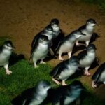 Melbourne: Puffing Billy Train & Penguin Island Excursion - Transport, Duration, and Group Size