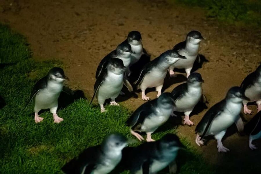Melbourne: Puffing Billy Train & Penguin Island Excursion - Transport, Duration, and Group Size