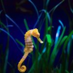 Melbourne: SEA LIFE Aquarium Entrance Ticket - Who Will Love This Experience?