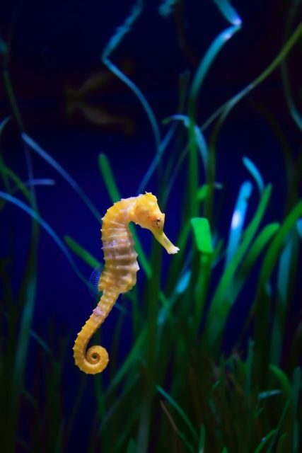 Melbourne: SEA LIFE Aquarium Entrance Ticket - Who Will Love This Experience?