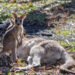 Melbourne to Adelaide 3 Day Southern Coast Overland Tour - Day 2: Exploring the Grampians and Wildlife Encounters
