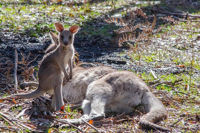 Melbourne to Adelaide 3 Day Southern Coast Overland Tour - Day 2: Exploring the Grampians and Wildlife Encounters