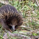 Melbourne to Great Ocean Road & Grampians 3 Day Escape - A Detailed Look at the 3-Day Itinerary