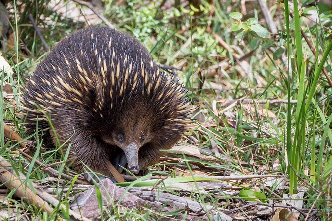 Melbourne to Great Ocean Road & Grampians 3 Day Escape - A Detailed Look at the 3-Day Itinerary