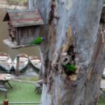 Melbourne: Walk the Yarra to Historic Fairfield Boathouse - The Itinerary in Detail
