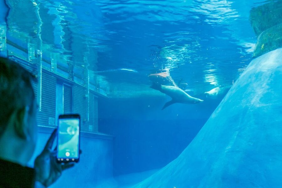 Melbourne Zoo: 1-Day Entry Ticket - A Closer Look at the Melbourne Zoo Experience
