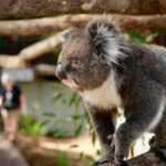 Melbourne Zoo: Australian Wildlife Experience Ticket - A Closer Look at the Experience