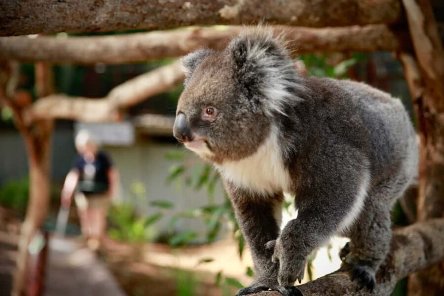 Melbourne Zoo: Australian Wildlife Experience Ticket - A Closer Look at the Experience