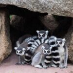 Melbourne Zoo General Entry Ticket - The Value of Your Ticket