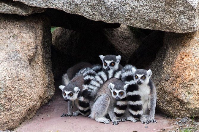 Melbourne Zoo General Entry Ticket - The Value of Your Ticket