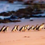 MelbournePhillip Island Tour 1 Day Tour - Transportation, Timing, and Practical Tips